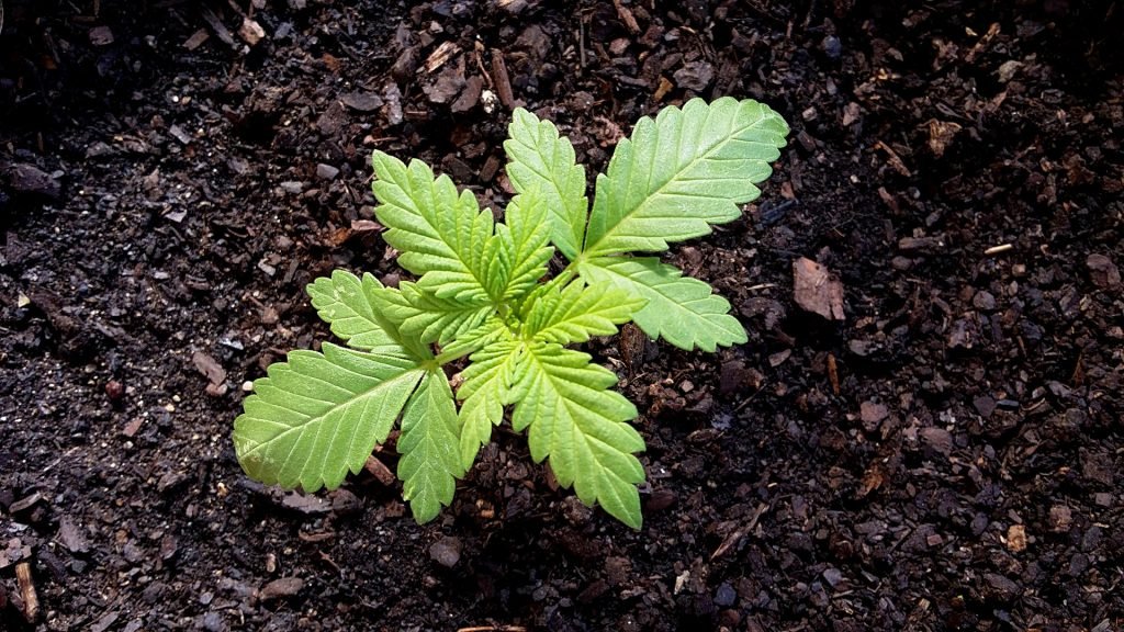 baby marijuana in soil