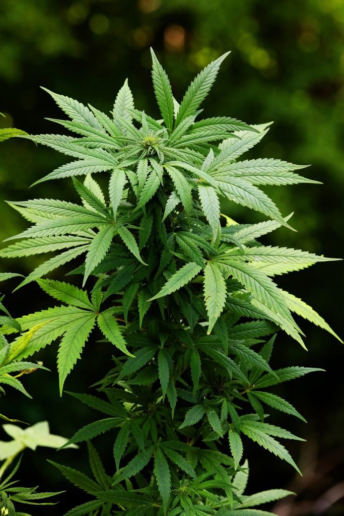 cannabis plant (2)