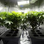 Indoor_cannabis_plants