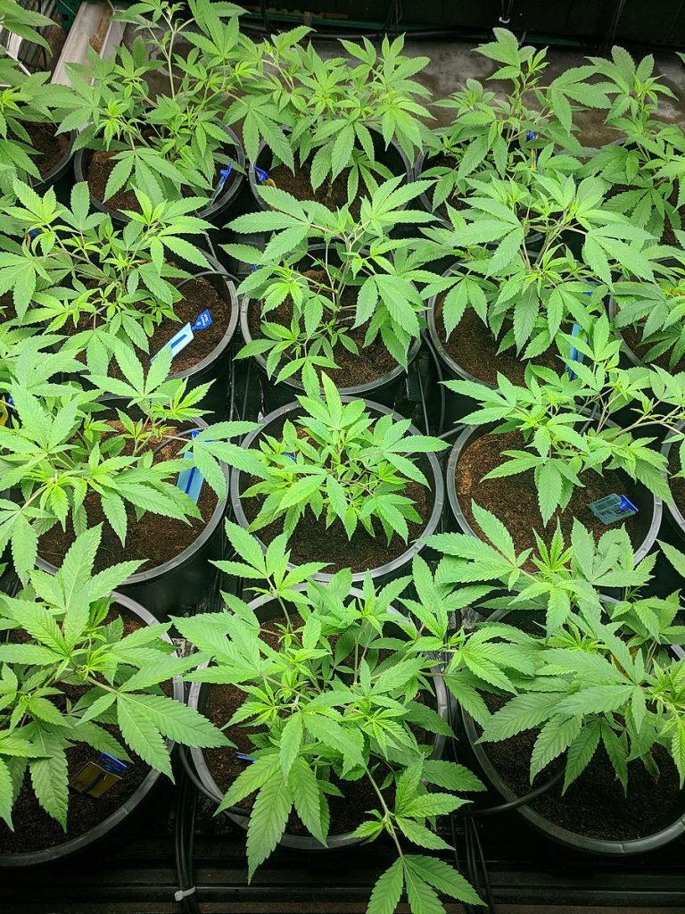 Female_cannabis_plants_in_the_vegetative_(pre-bloom)_phase
