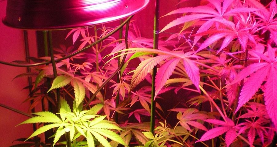 ndoor_hybrid_medical_cannabis_Growing