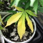 Cannabis_Nutrient_Deficiency