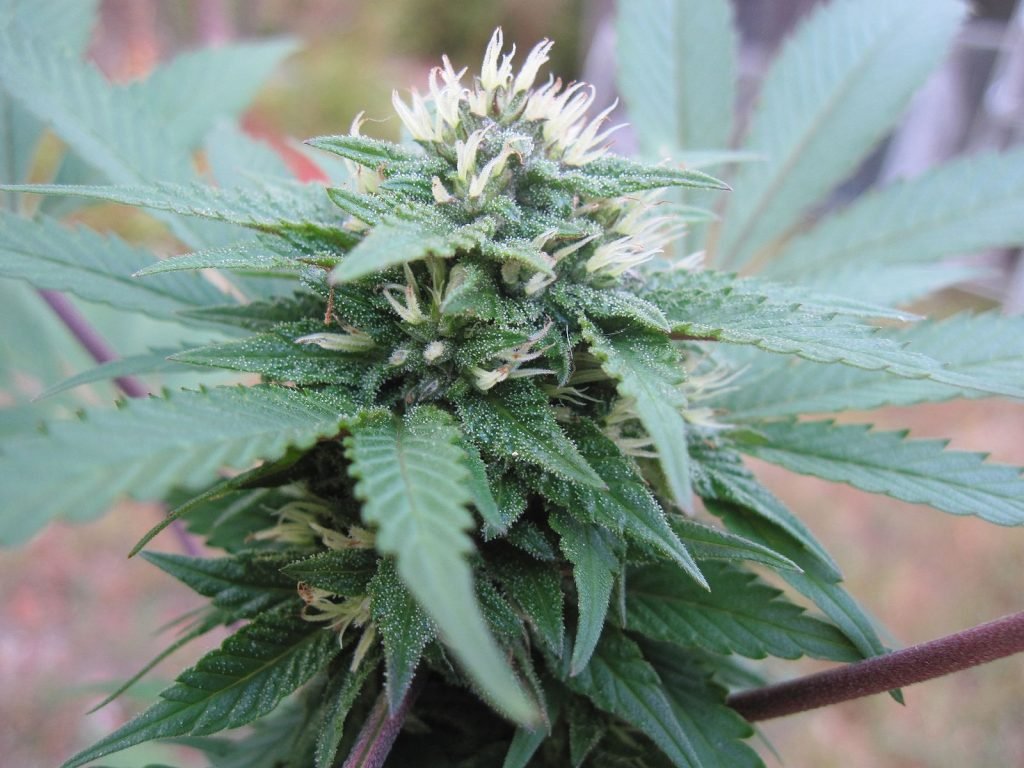 Cannabis_flowering_female