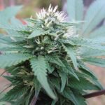 Cannabis_flowering_female