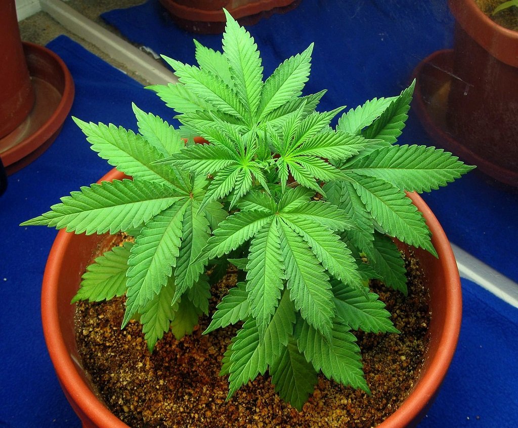 coco coir- Young_cannabis_plant_in_the_vegetative_stage_01