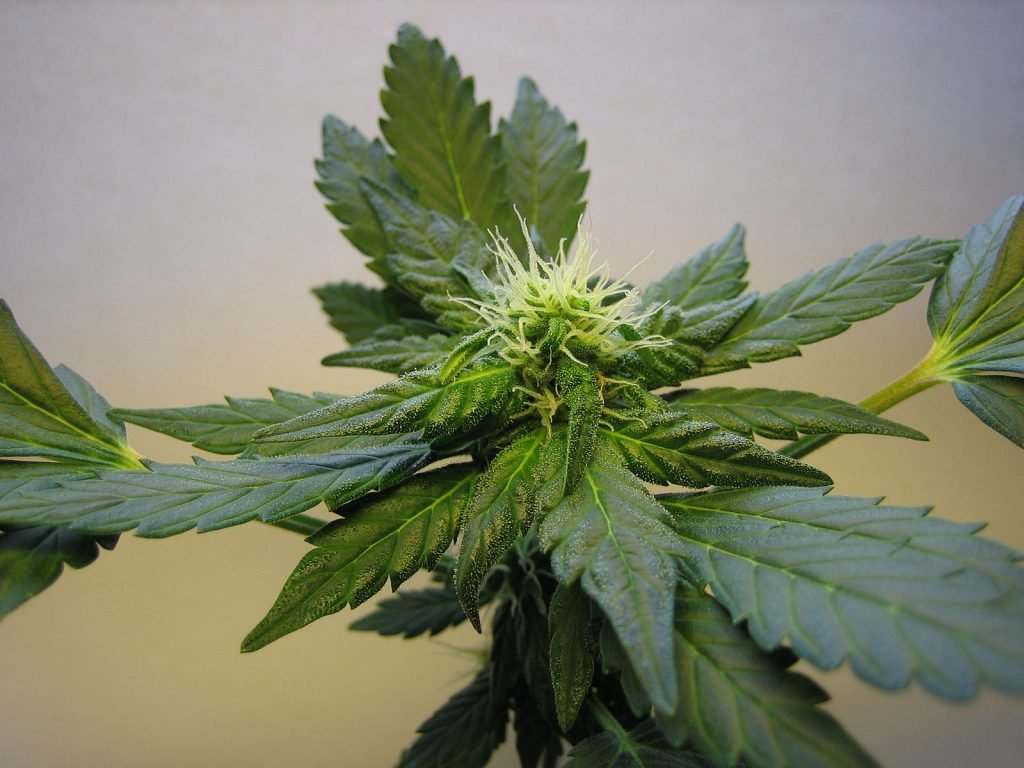 female-flowering_cannabis_top