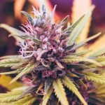 purple cannabis flowers