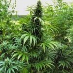 Cannabis_indica