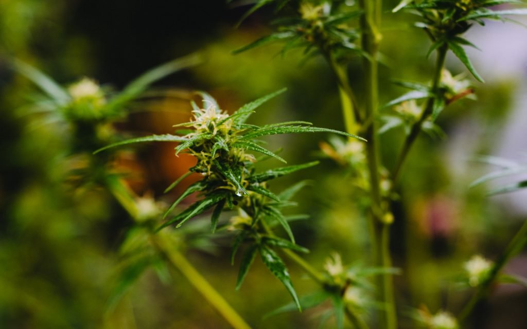 cannabis growing in garden