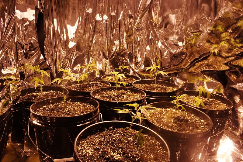 cannabis growing vermiculite