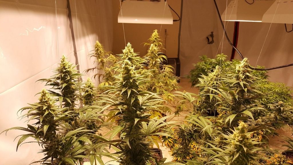 cannabis-indoor plant