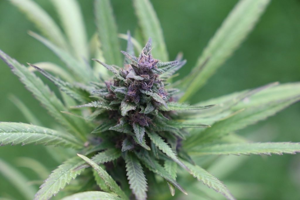 cannabis-purple flowers