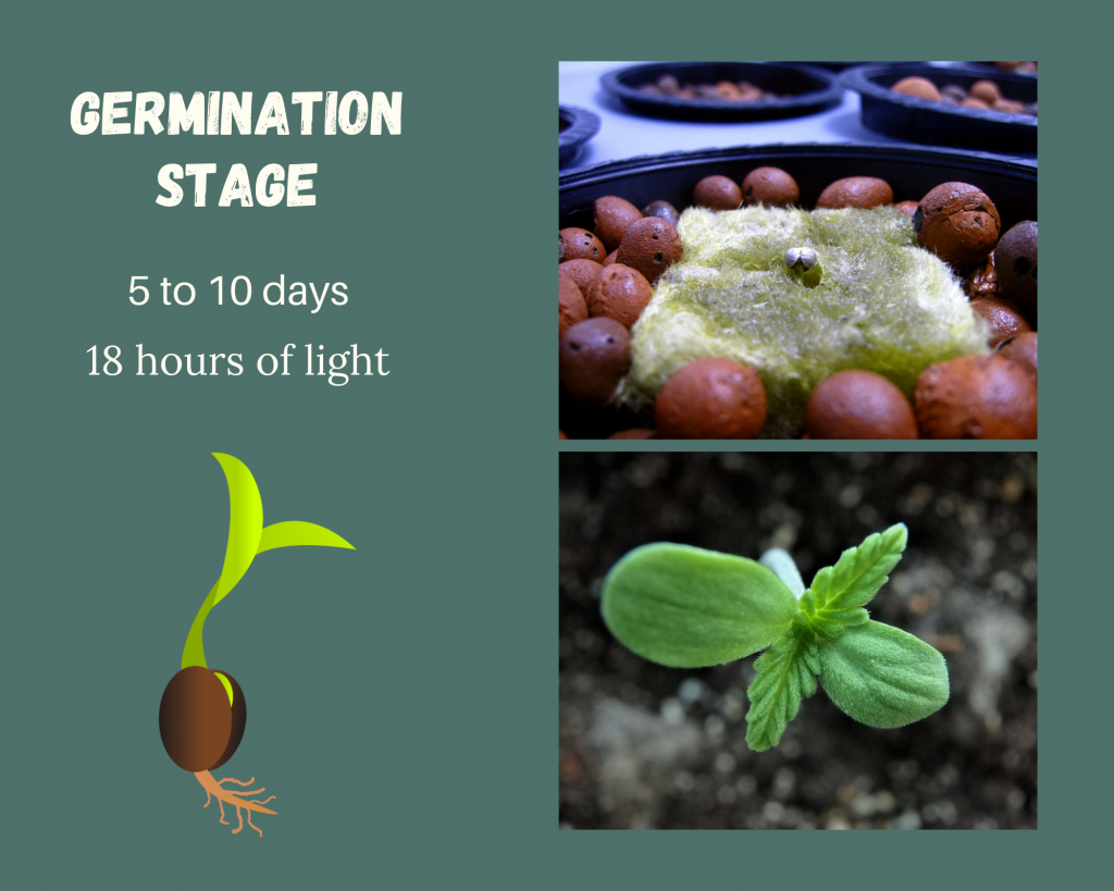 germination stage diagram