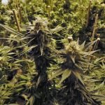 marijuana-growing indoors