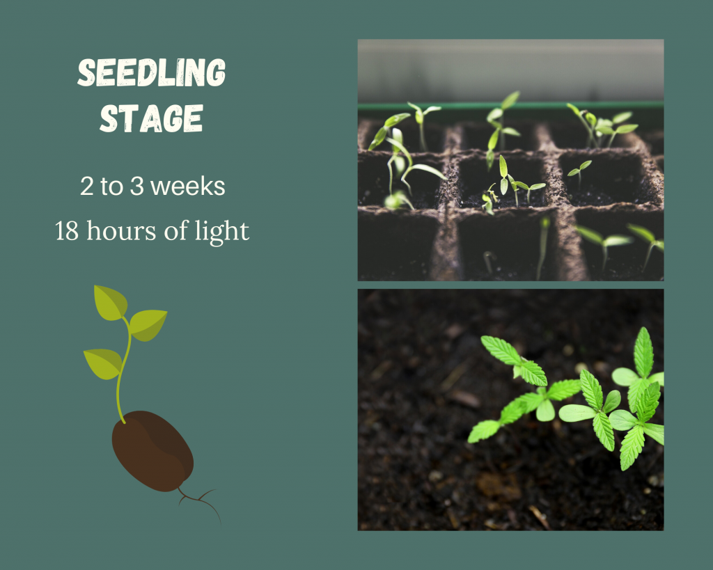 seedling stage diagram