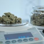weighing marijuana on scales