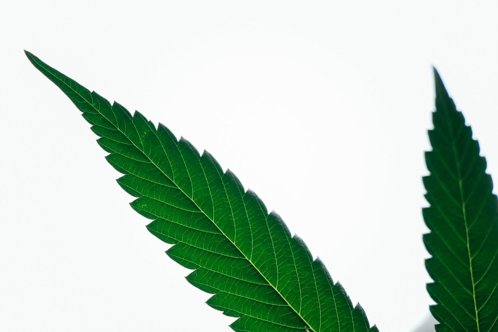 2 cannabis leaves on white backdrop