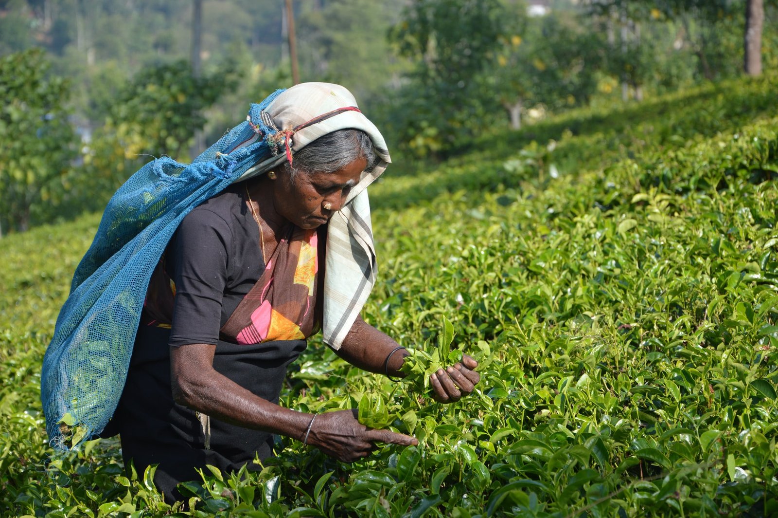 Sri Lankan woman working in field