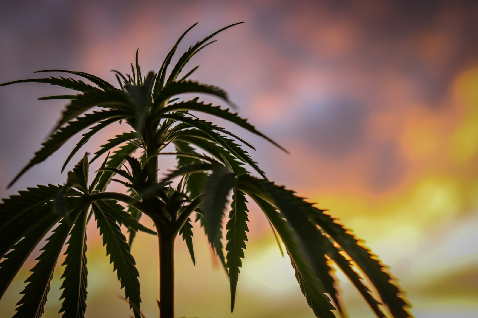cannabis leaves in front of sunset