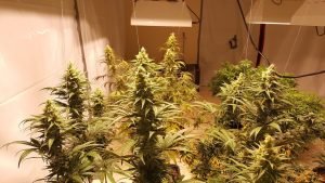 cannabis plants growing in tent