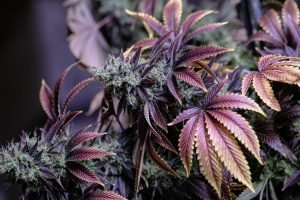 close up of purple cannabis flowers