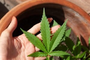 hand holding cannabis leaf