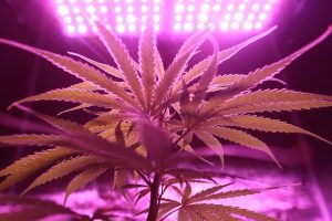 indoor cannabis leaf in pink light