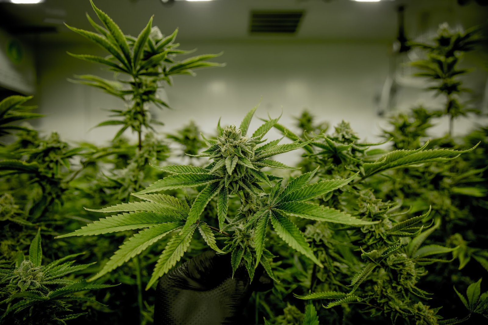 large indoor marijuana grow room