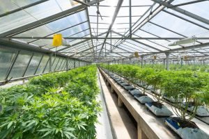 marijuana crops growing in greenhouse