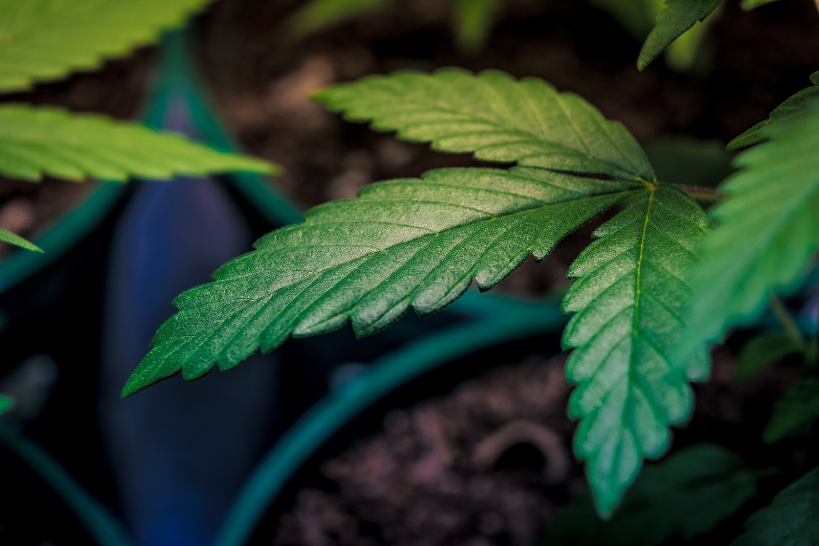 marijuana leaves in plant pot