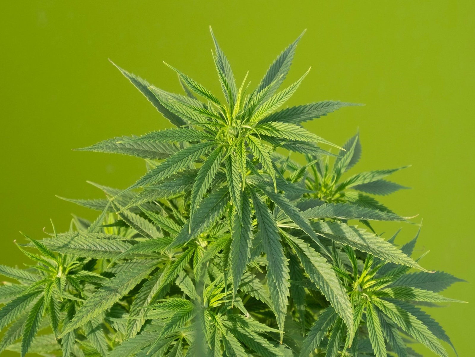 marijuana plant against green wall