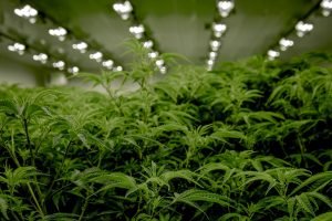 marijuana plants growing tall indoors
