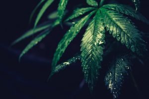 raindrops on cannabis leaves with dark backdrop