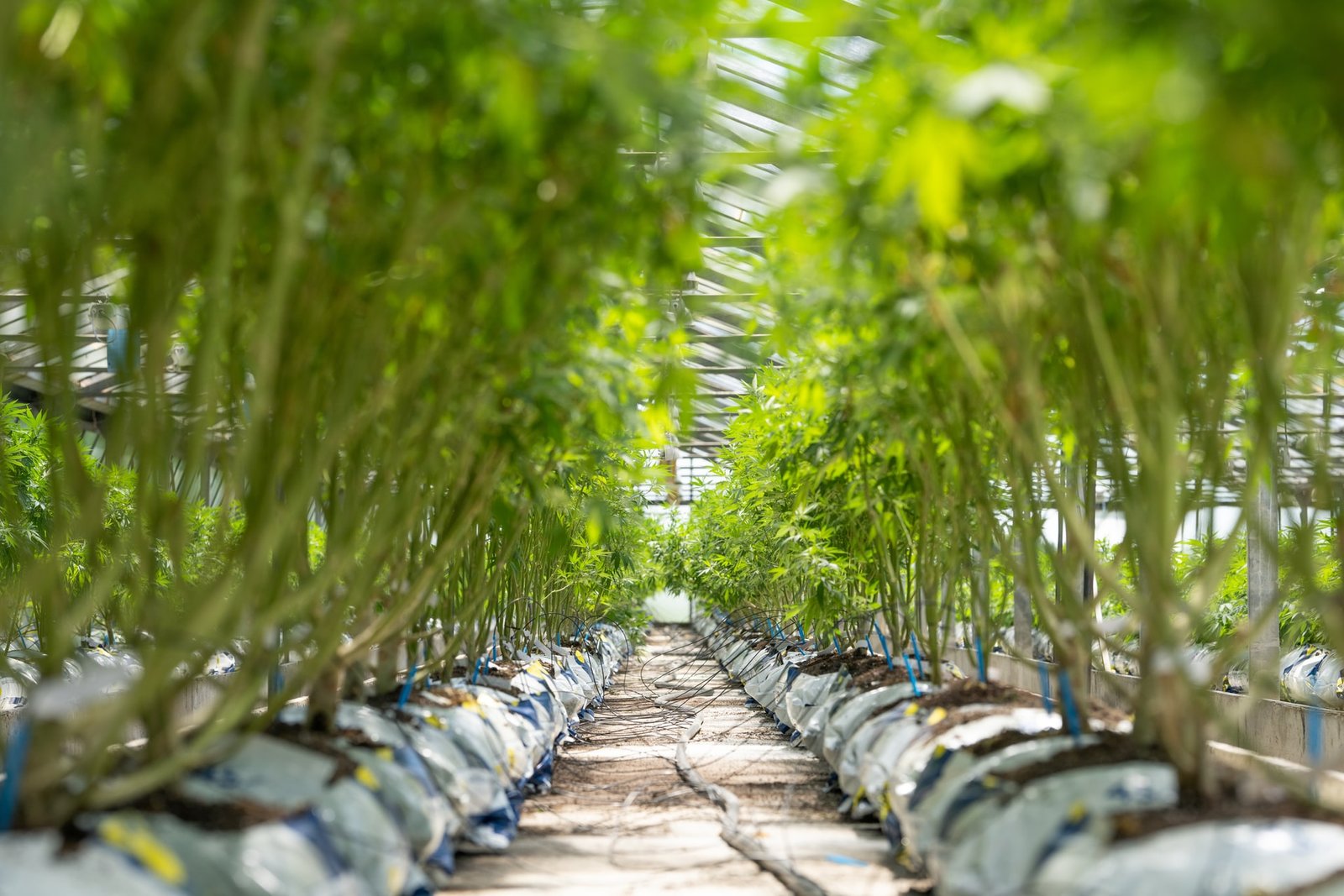 row of marijuana plants growing in greenhouse