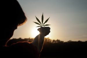silhouette of person holding cannabis leaf to sky