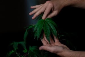 Hands holding a cannabis leaf