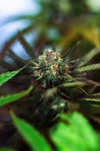 cannabis plants flowers up close