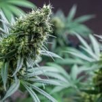 cannabis in flower