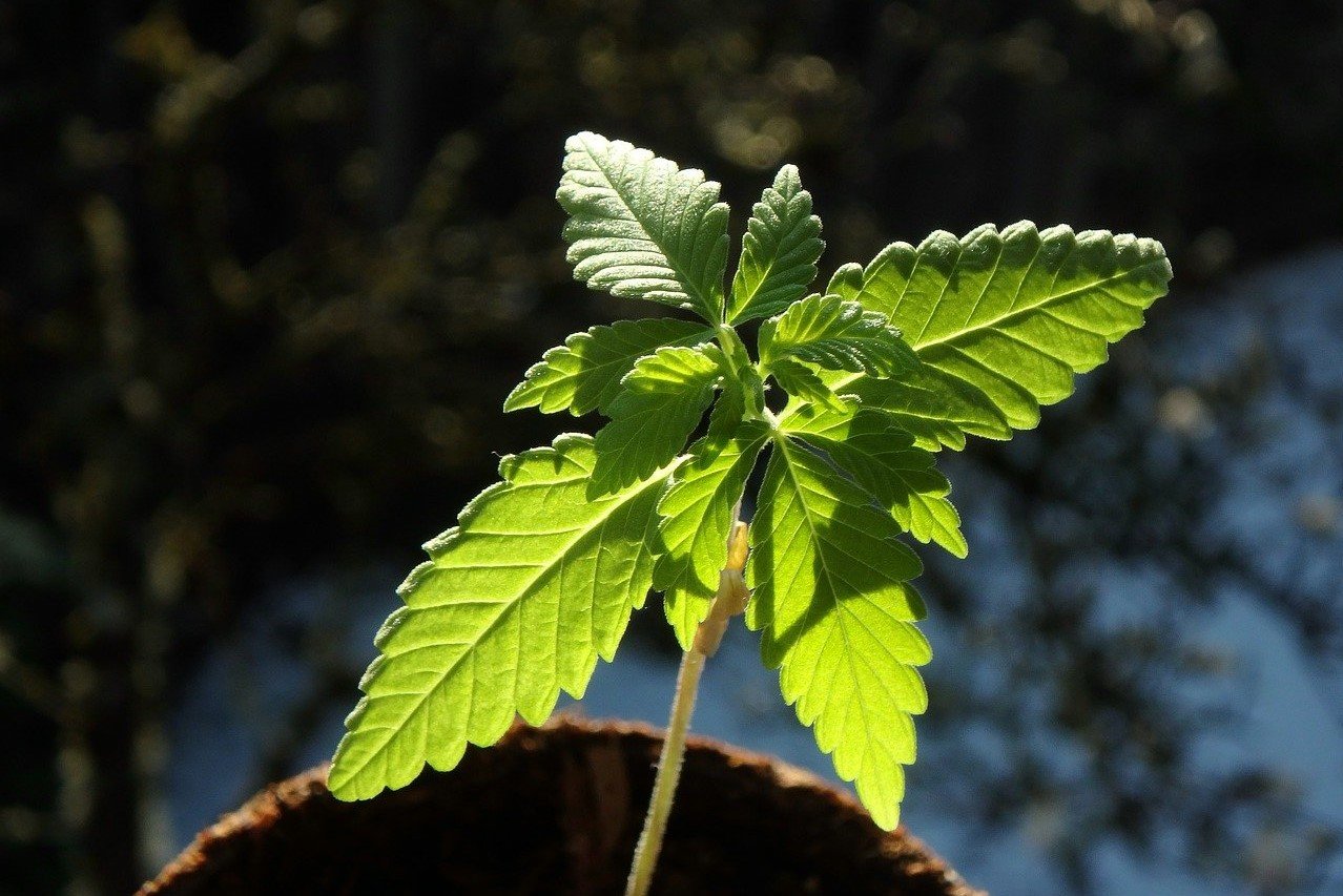 cannabis leaf under the sun