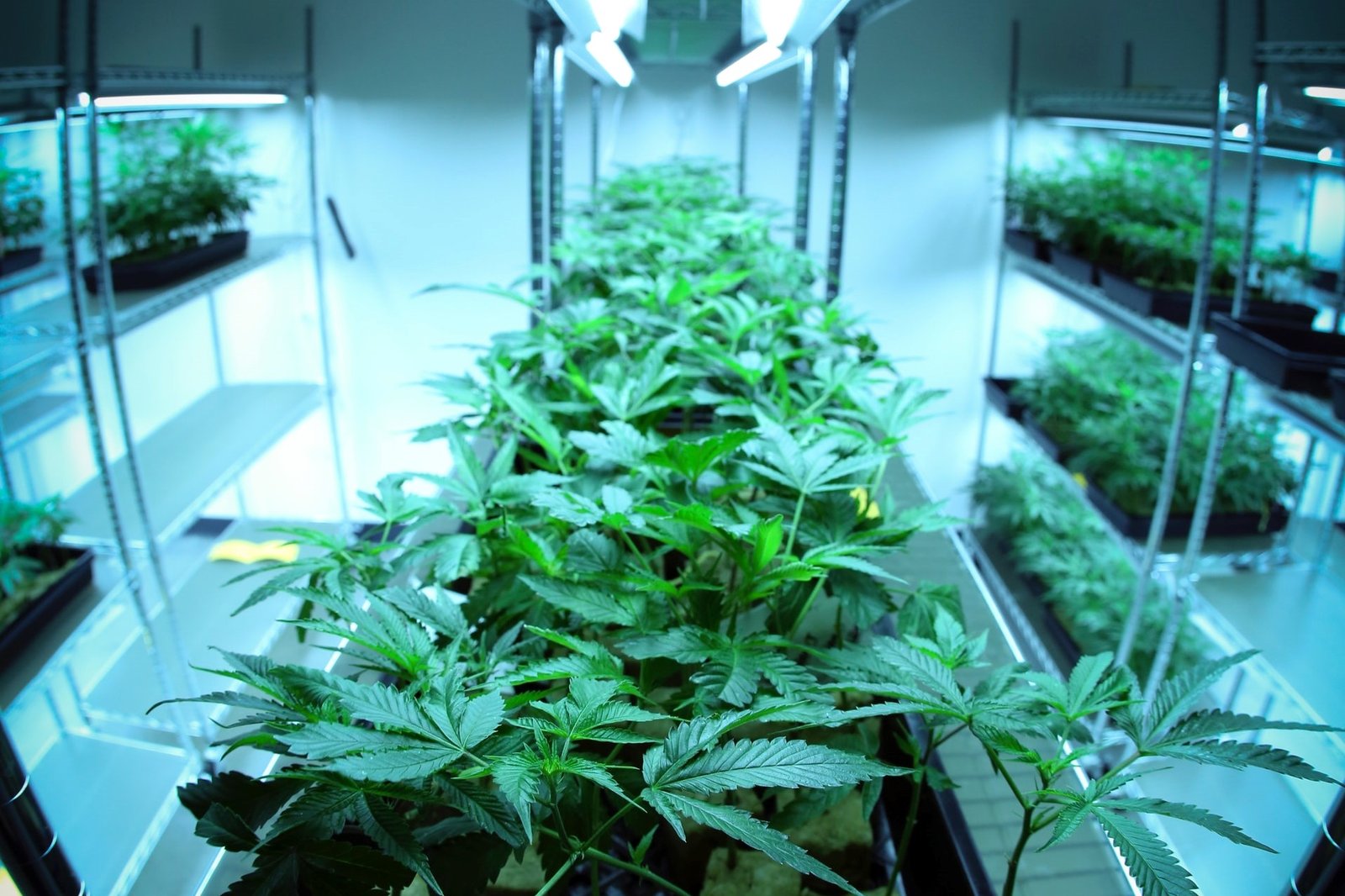 cannabis on indoor shelves