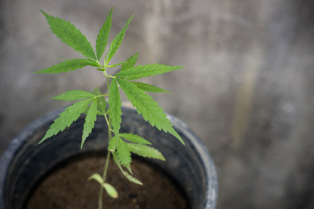 cannabis seedling growing in pot