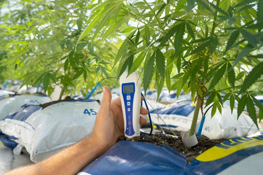 checking temperature of cannabis plant