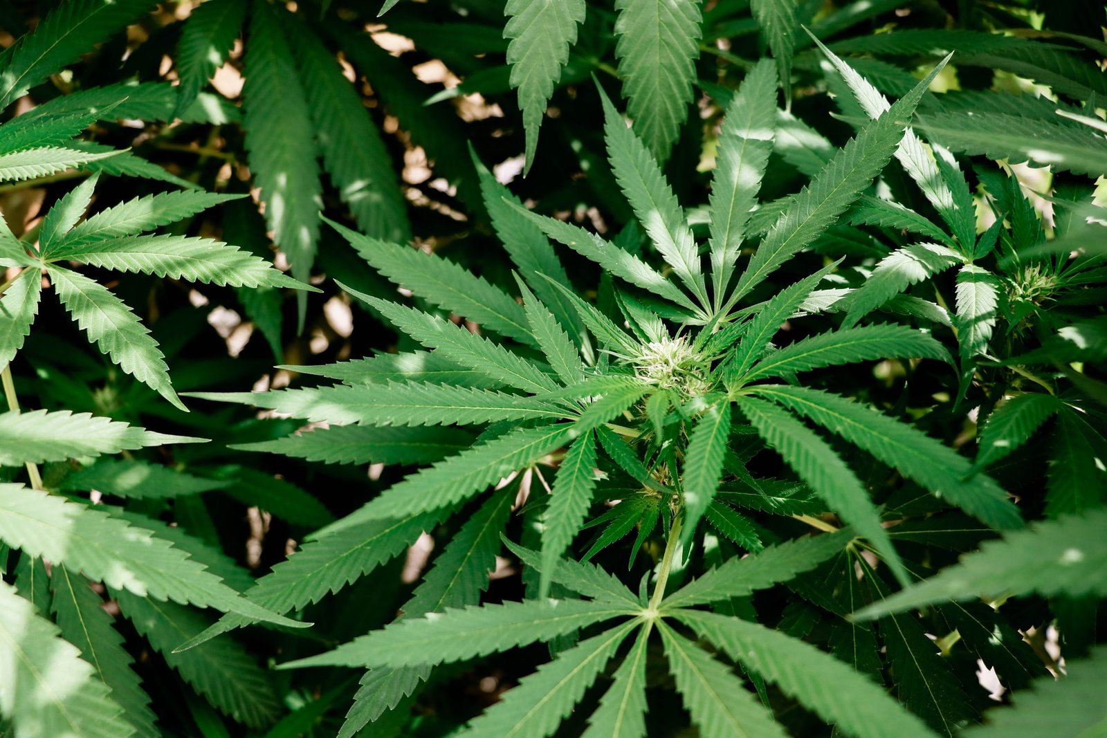 green cannabis leaves in ground