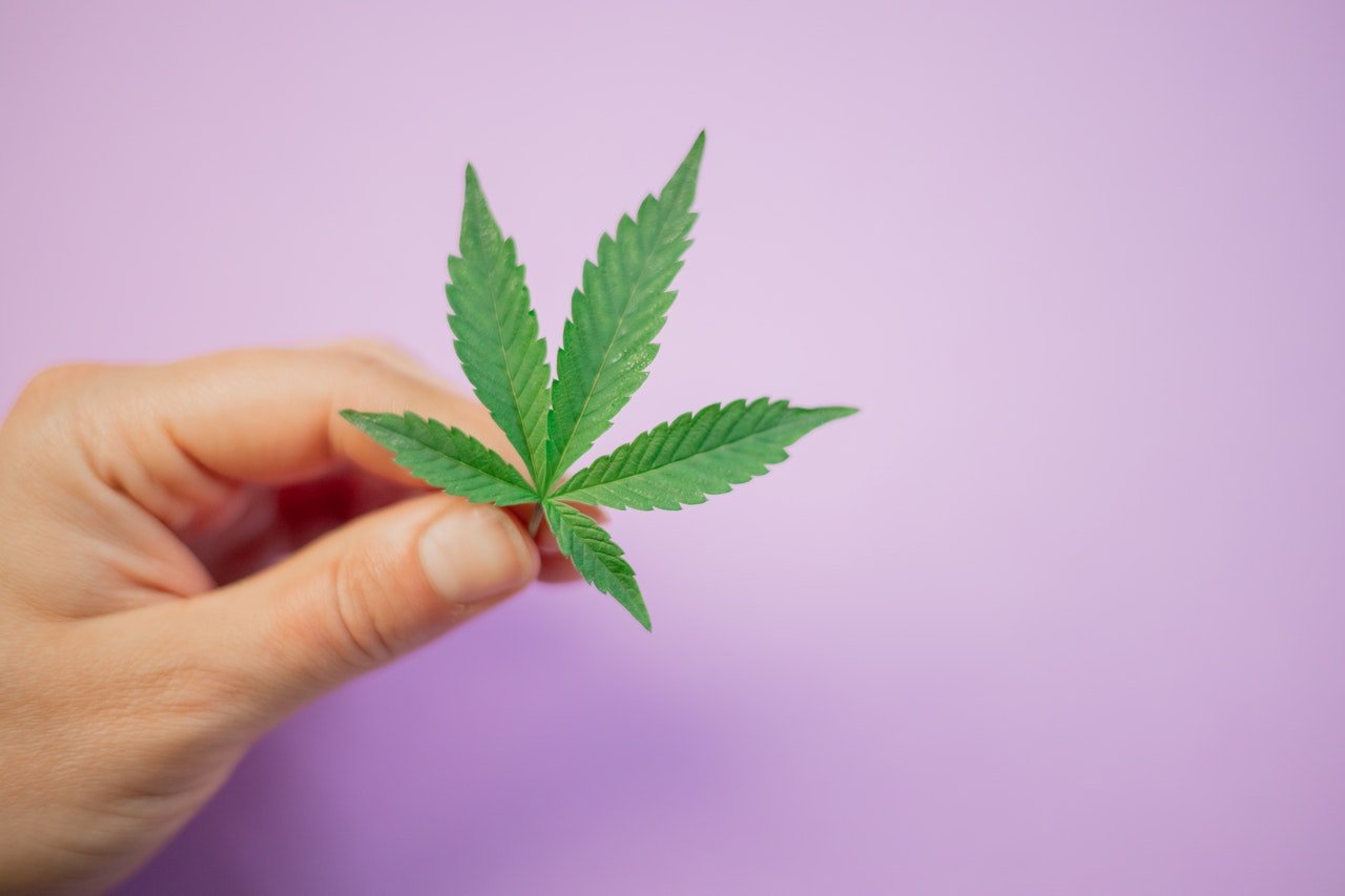 hand holding small marijuana leaf against purple backdrop