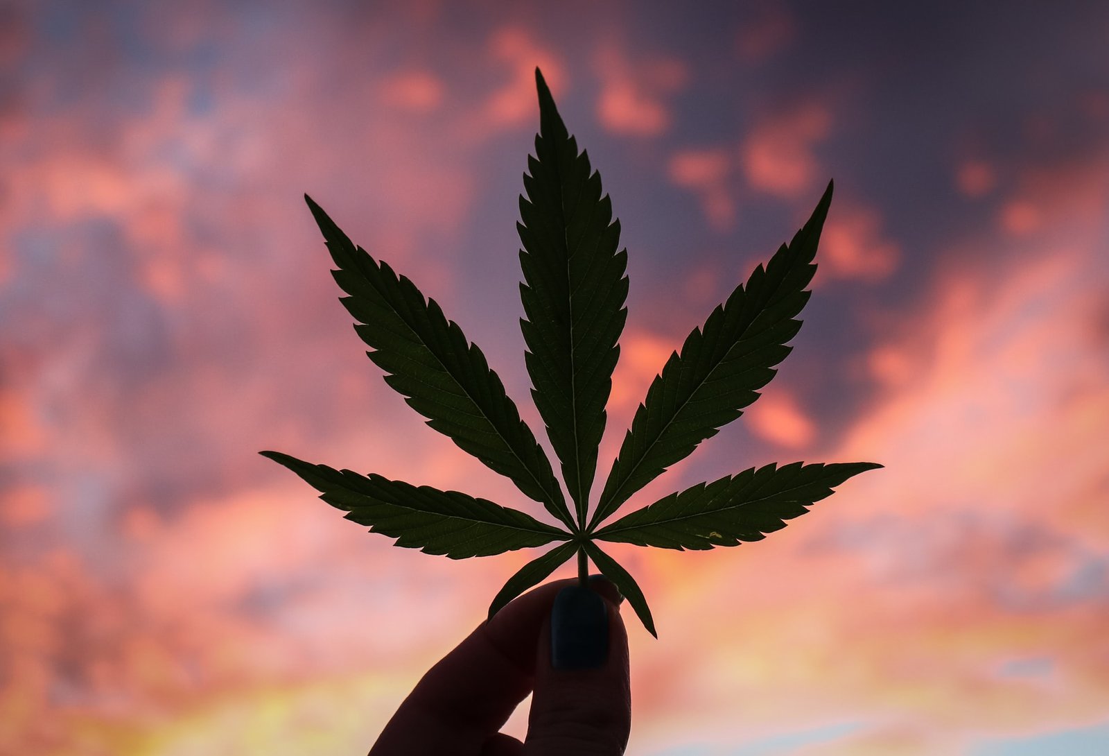 hand holding up cannabis leaf silhoutette on pink sky