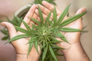 holding cannabis leaves in two hands