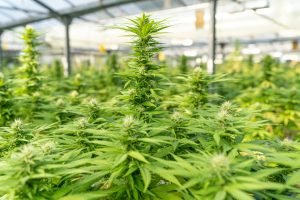 large cannabis greenhouse