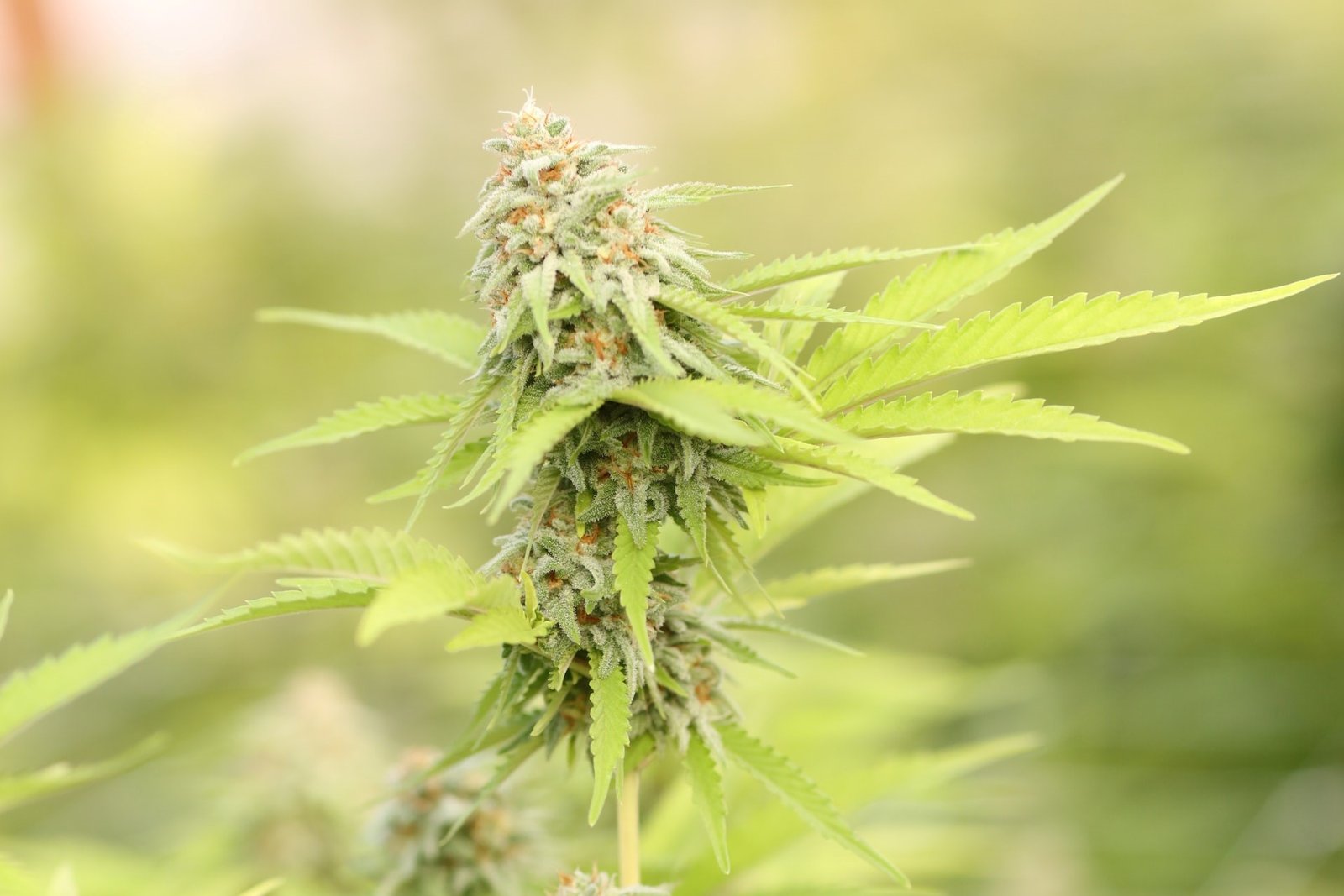 marijuana growing tall