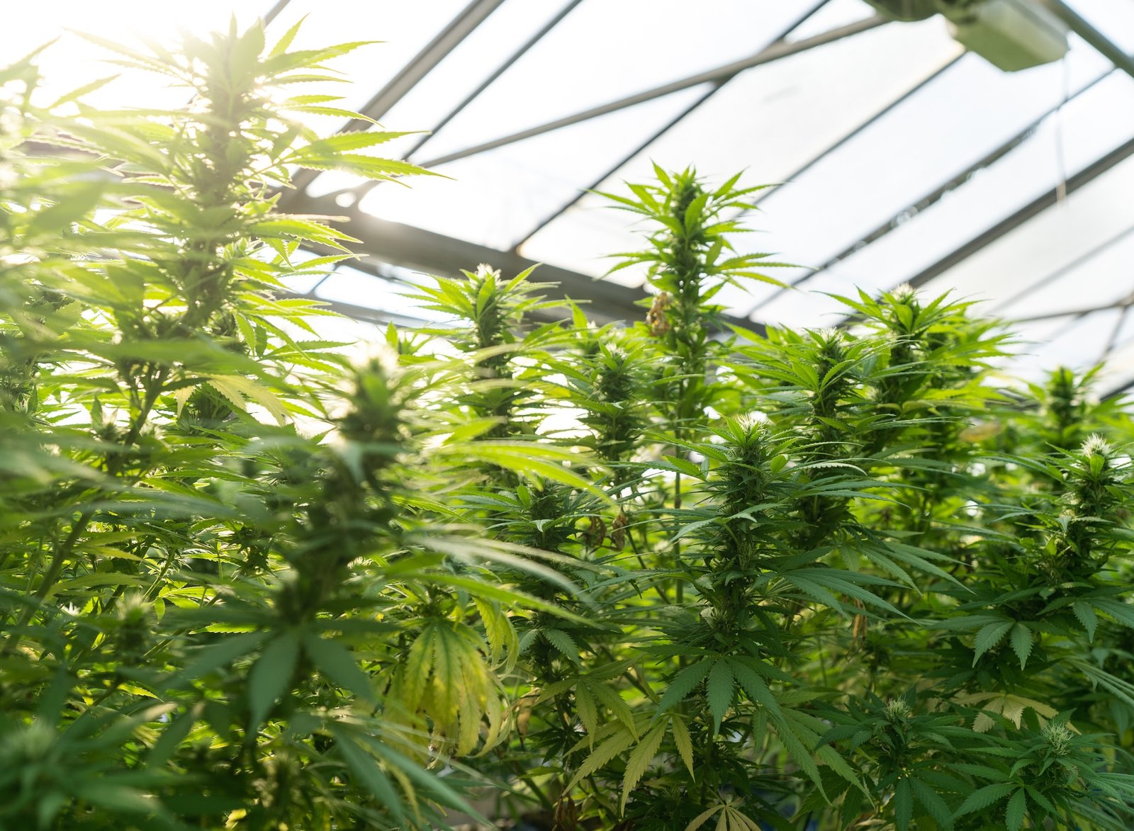 marijuana plants growing in warehouse