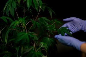 purple medical gloves touching cannabis leaves